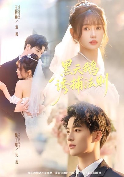 黑天鹅诱捕法册（80集）魏子翔＆王新颖 高清完整版